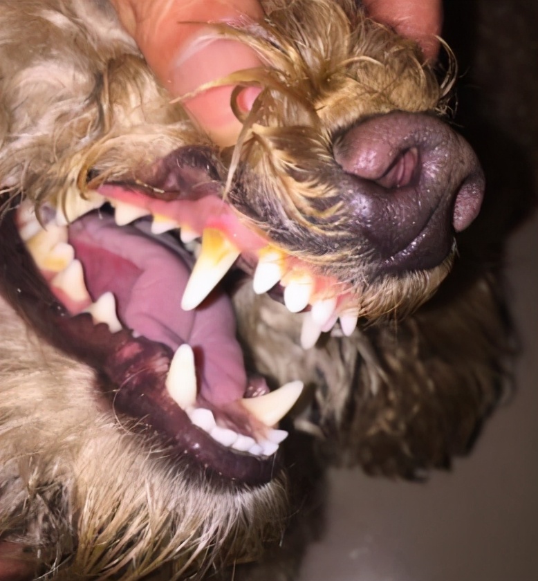 新手养狗泰迪入门必备攻略,新手养狗入门必备攻略泰迪