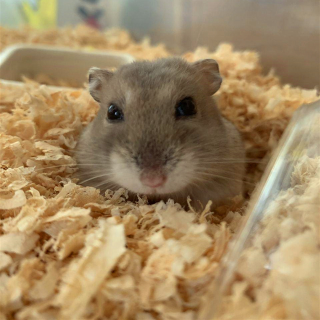 仓鼠夏天如何预防高温天气,仓鼠肚皮湿湿的中暑了怎么办