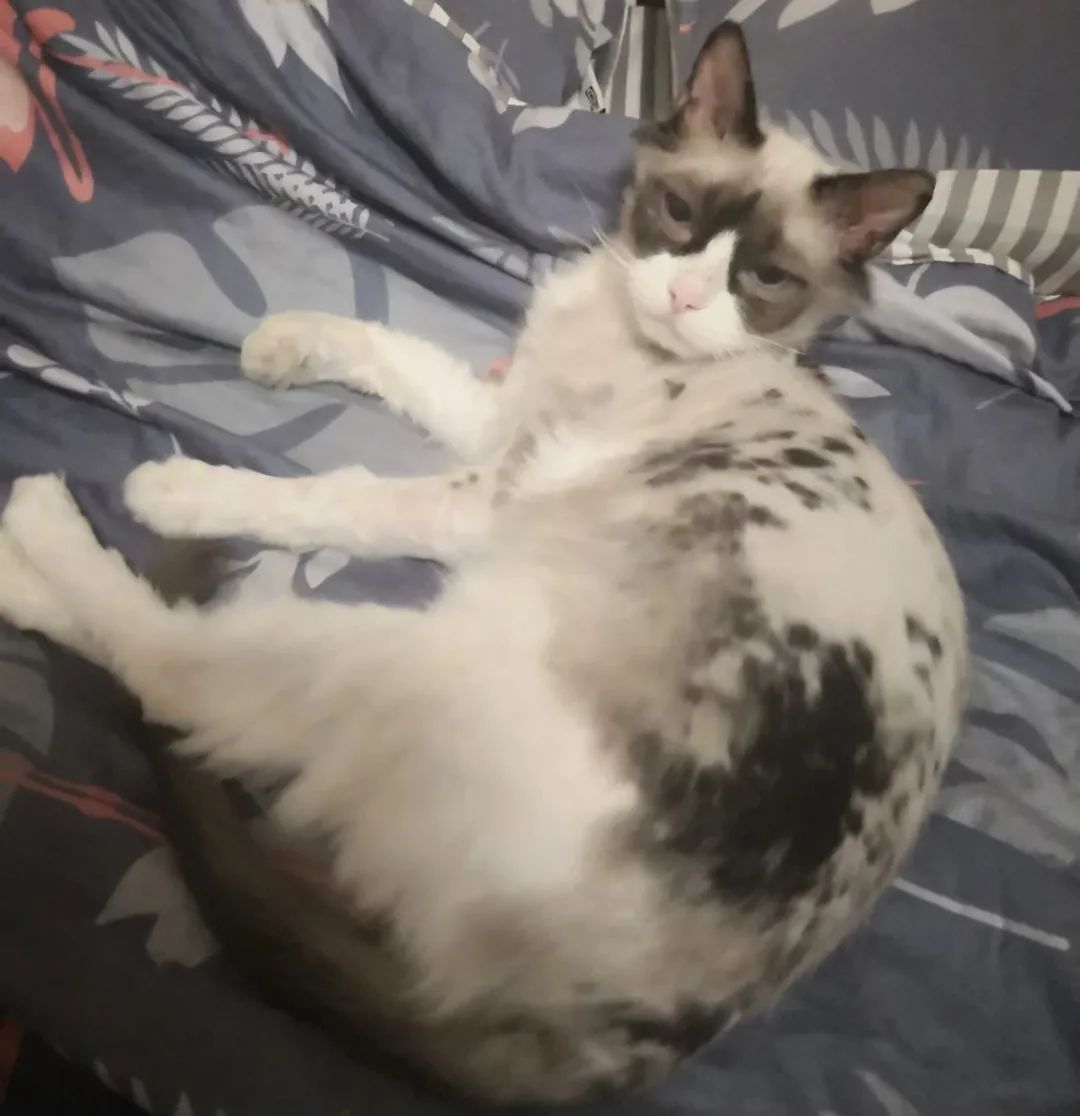 家里有两只猫想养一只狗,家里有只猫又来了一只狗怎么相处