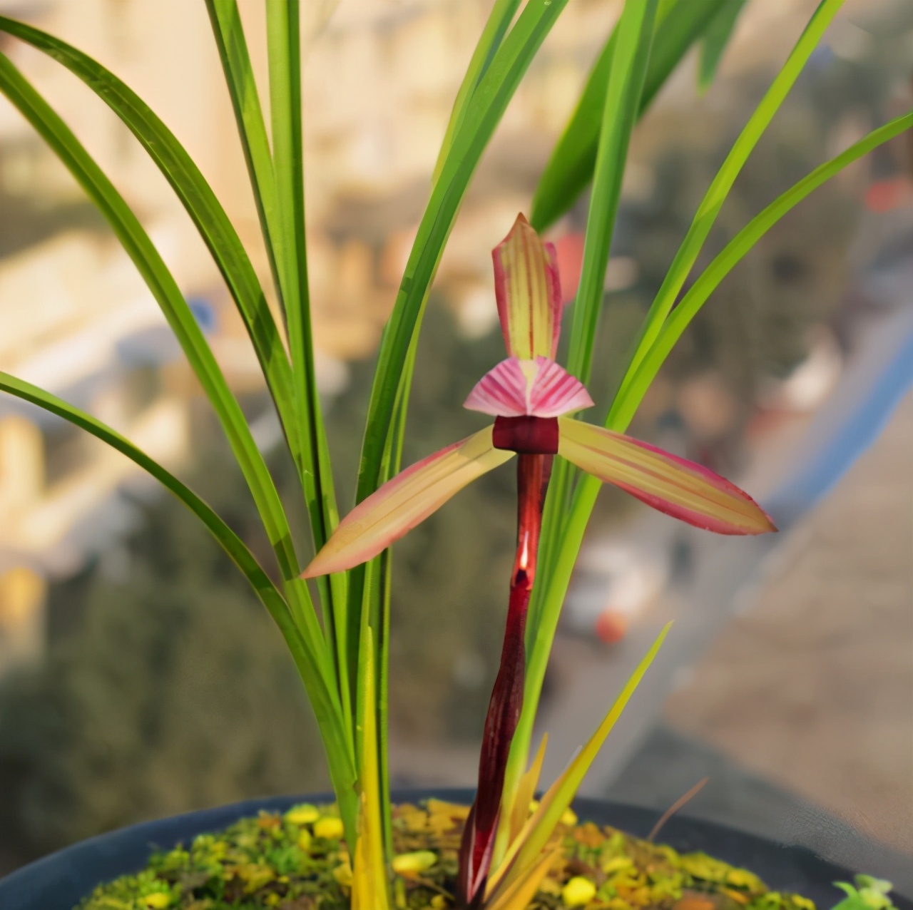 滇红素兰花是春兰还是寒兰,春兰腾越红素滇红哪个更优秀