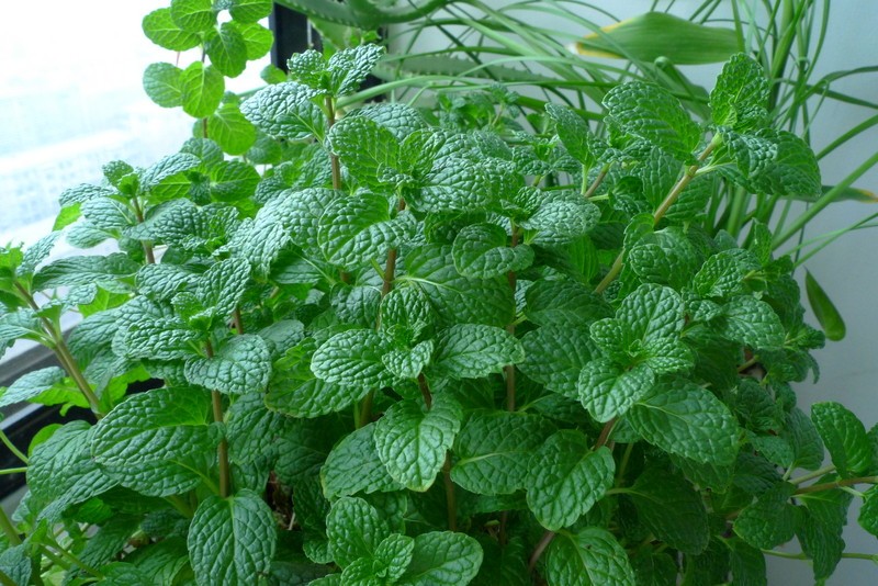薄荷怎么种才能让它长得茂盛,刚种薄荷浇水的正确方法