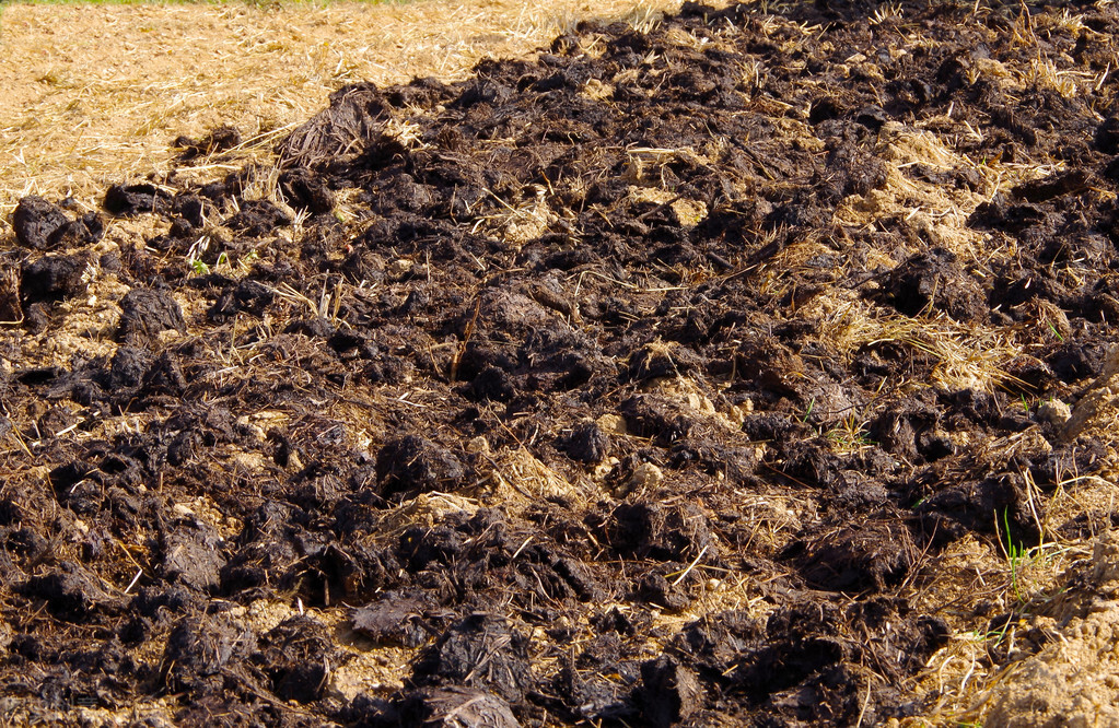 大蒜怎么种又快又简单小学生,种大蒜的最好方法小技巧