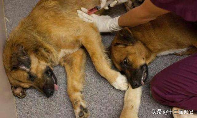 失去宠物痛心疾首,失去宠物痛哭