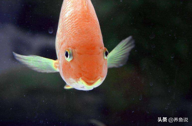 观赏鱼为什么不吃特效药,观赏鱼需要喂鱼饲料吗