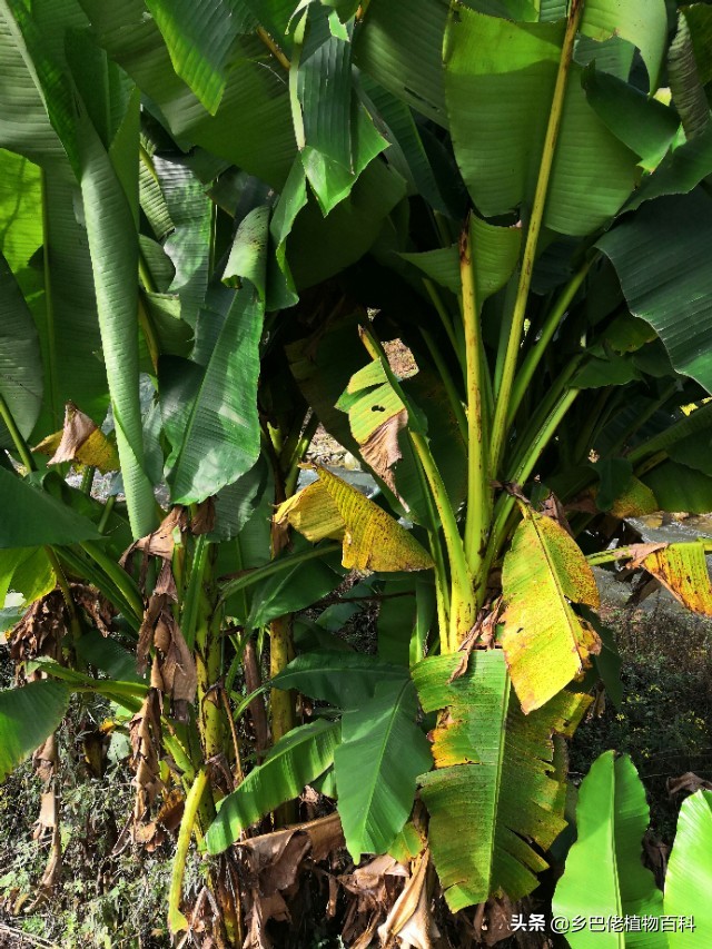 芭蕉树和香蕉树的图片大全,香蕉芭蕉树长什么样