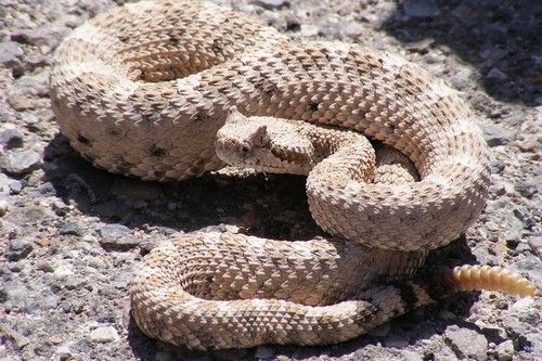 世界上最致命的蛇排名视频,什么蛇毒性最大致命