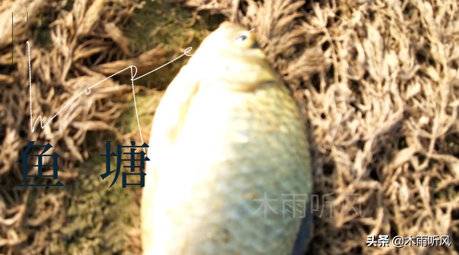 气温高鱼翻塘怎么处理,养鱼氨超标如何处理