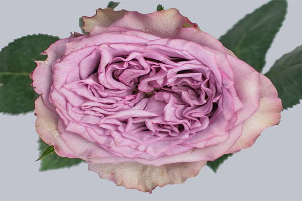 白色荔枝玫瑰花语寓意是什么,粉荔枝白荔枝混搭花束花语