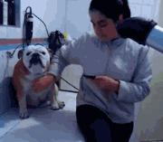 狗吃醋起来比男朋友还难哄,狗子这才是哄女朋友的正确方式