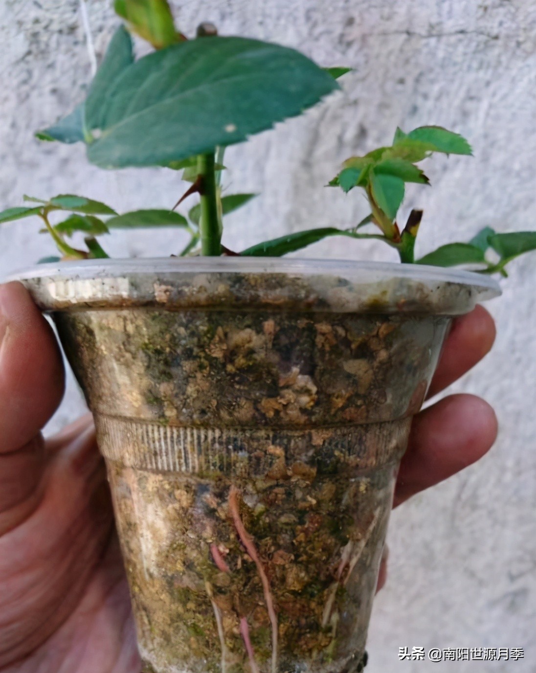 扦插小苗存活率百分之百的方法,扦插2.0撞墙法原理