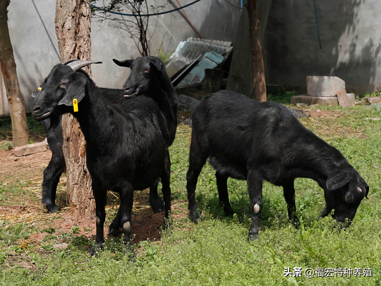 养殖湖南黑山羊的成本和利润分析,养殖黑山羊利润与成本