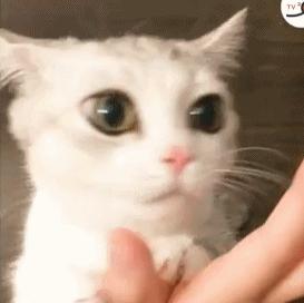 猫咪舔哪里代表身上有虫了,猫咪舔你的嘴代表什么意思