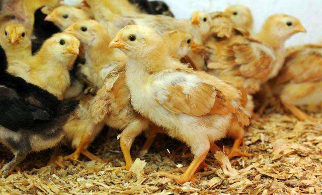 鸡有蛔虫怎么办,鸡肠道虫防治