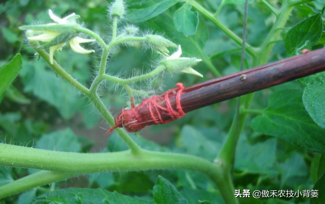 药物处理花穗时，点花与蘸花、防落素与2,4-D哪个好？一看就明白