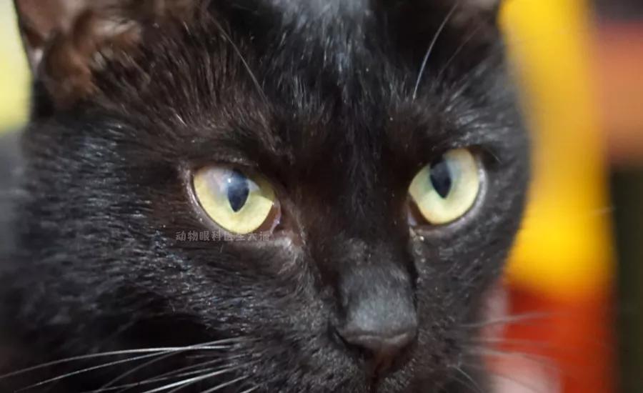 猫咪眼睛穿孔滴什么药,猫咪角膜穿孔