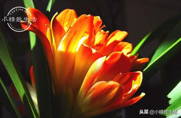 养君子兰需要什么条件才能开花,君子兰怎么养护才能让它开花