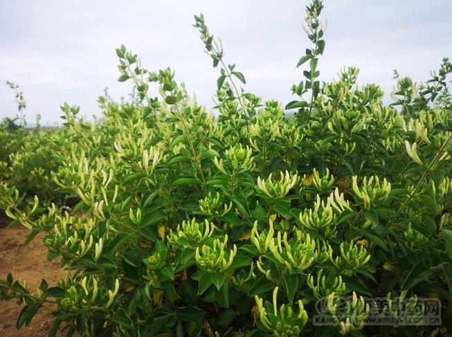 金银花芦根虎杖广藿香板蓝根,板蓝根金银花牛蒡子虎杖