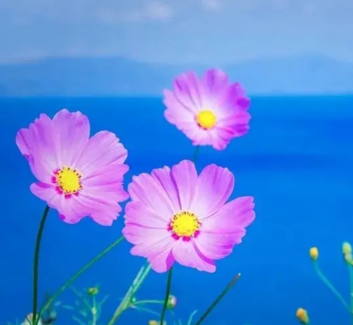 漂亮桌面壁纸,最漂亮的手机桌面壁纸