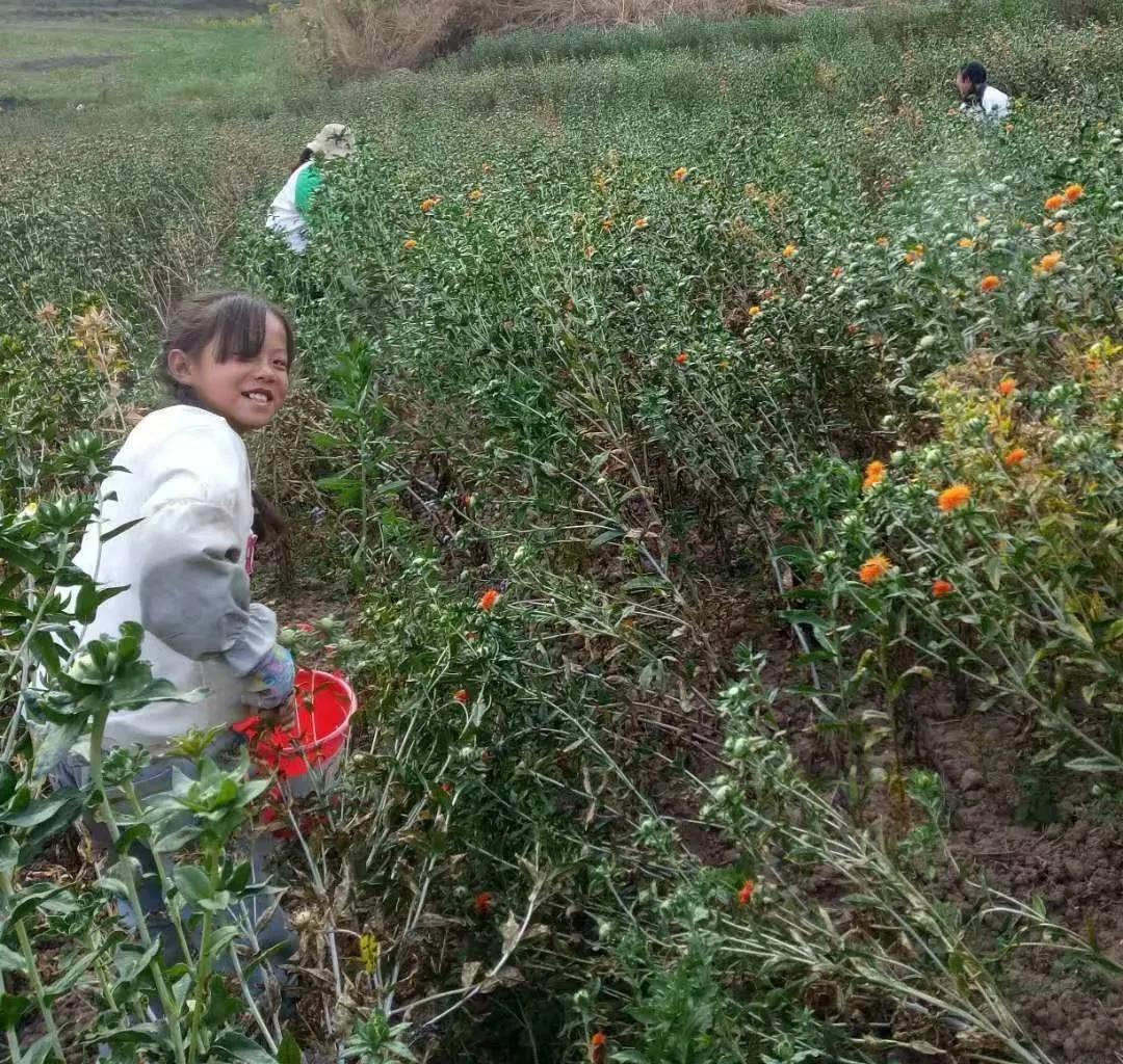 创业故事分享卖花,创业故事茶叶