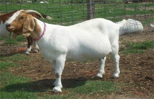 小母羊的饲养,小母羊养殖怎么样