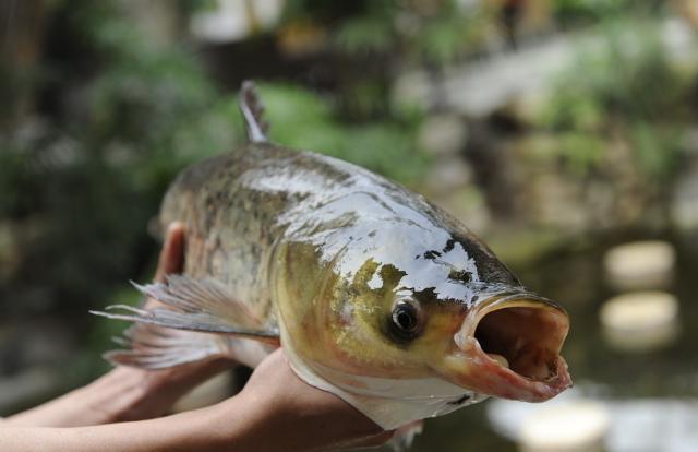 家养的草鱼苗可以长多大啊,家养草鱼多久喂一次