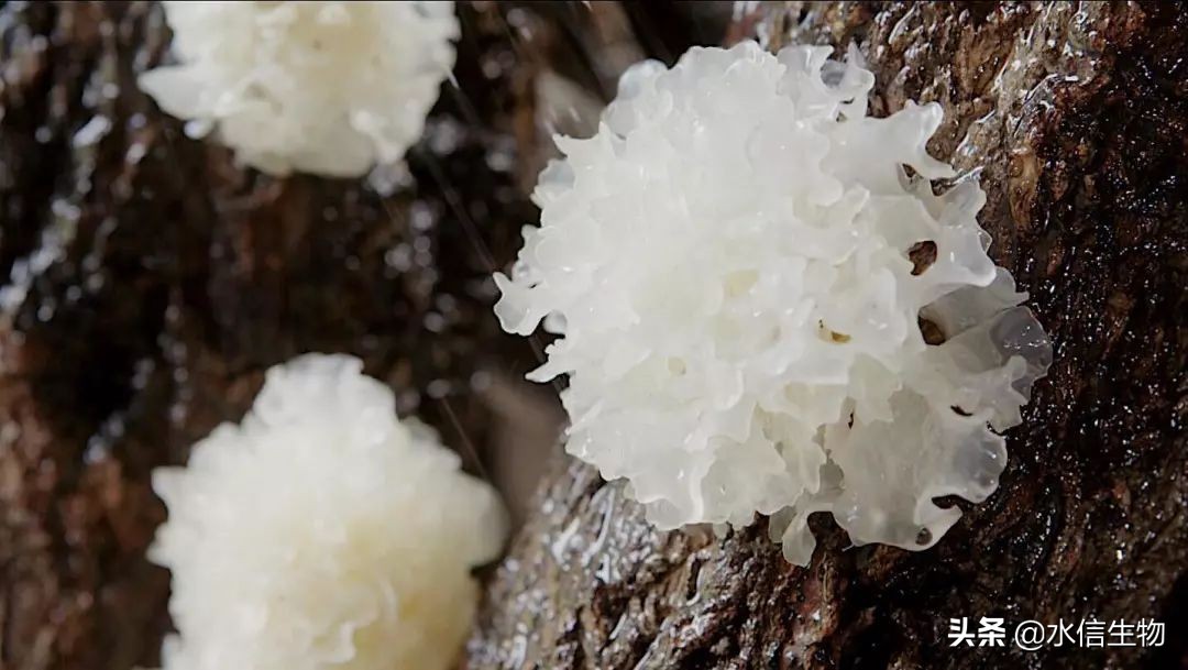 银耳属于植物还是微生物,银耳为什么是透明的