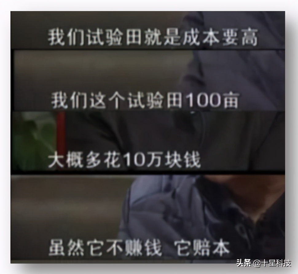 玉米密植高产还是稀植高产,玉米品种稀植品种有哪些