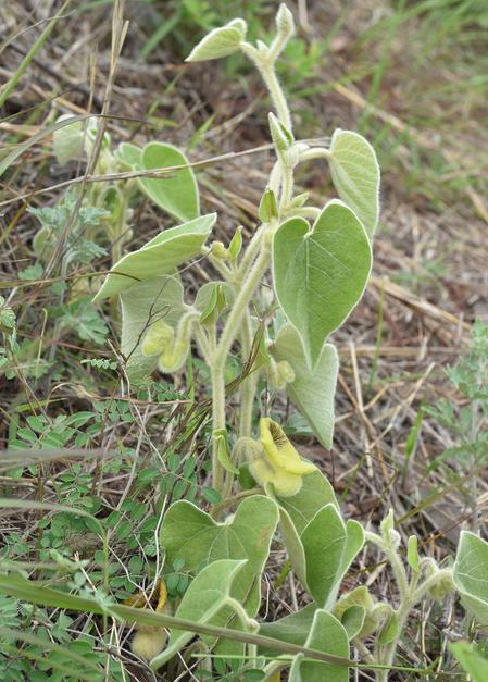 农村杂草别名,农村杂草的名字