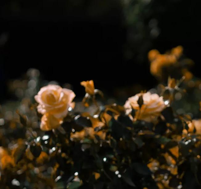 意境优美的古诗五绝,最美五绝诗赏析