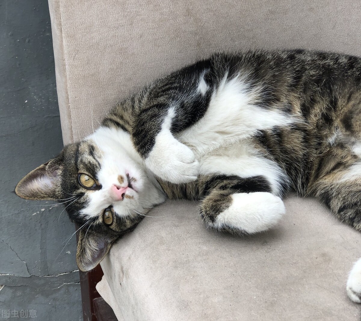 猫咪都分啥血型,猫咪血型一般是什么