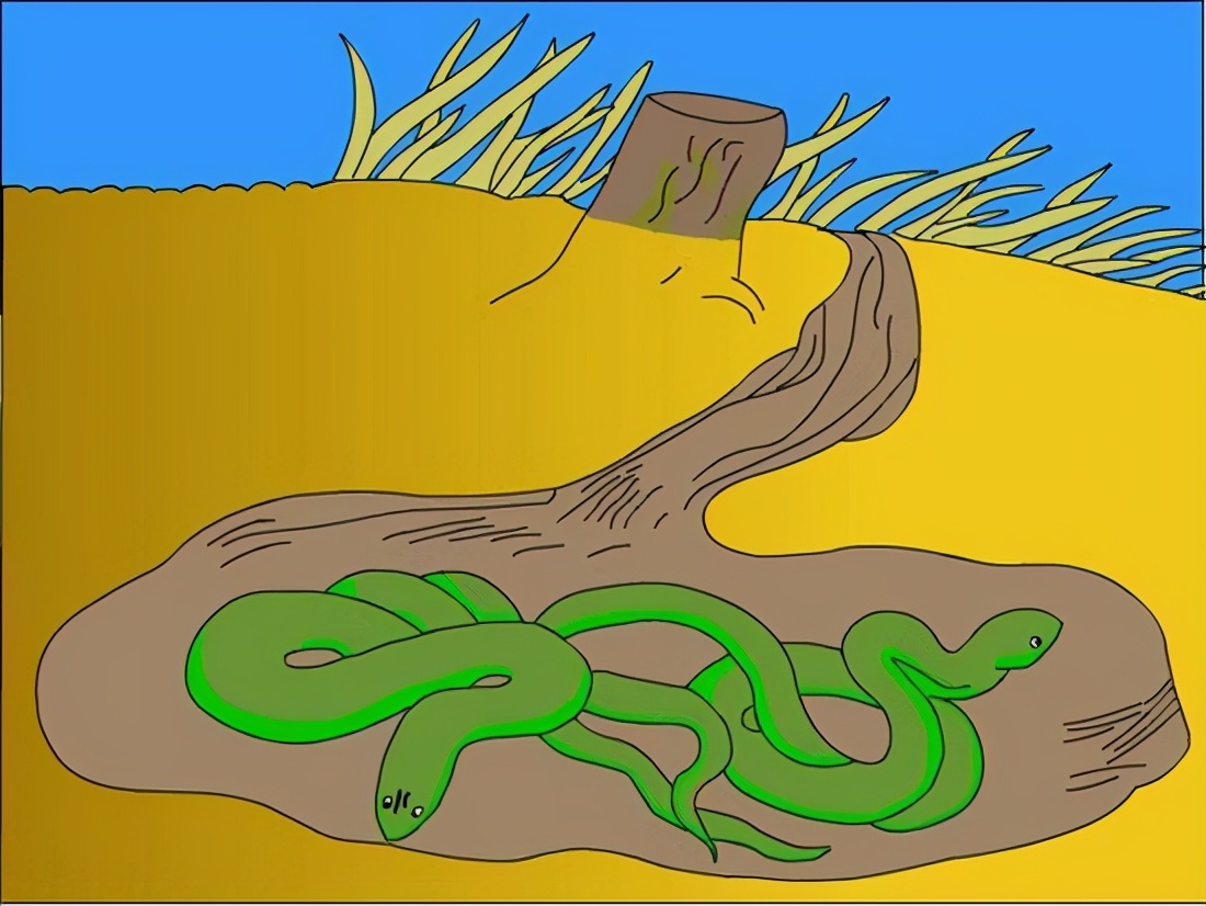 蛇是冬眠的动物还是不冬眠的,蛇为什么要冬眠的秘密