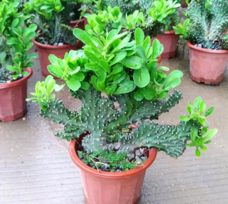 院子镇宅最吉利的三种花,新宅买什么花寓意好