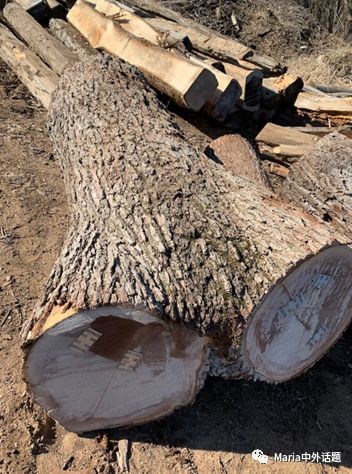 美国硬木干货价格,北美硬木排行