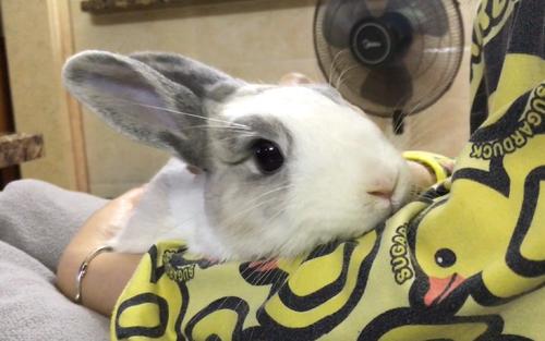 关于兔子有什么迷信吗,兔子误区