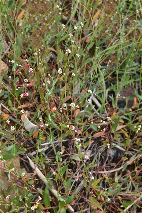 雀翘，见过吗？清热解毒，止痒。治带状疱疹，皮炎，皮肤瘙痒症