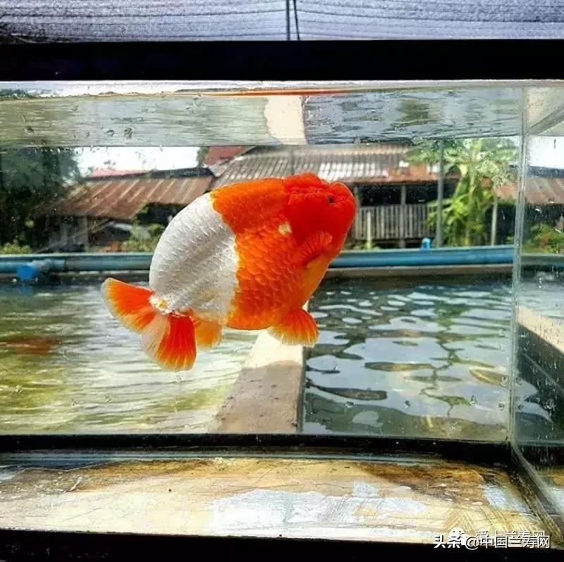 兰寿金鱼鲨鱼鳍品种图片大全,金鱼泰狮与兰寿是一个品种吗