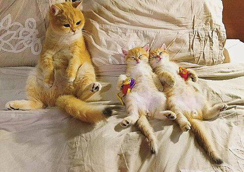 猫咪刚生完崽怎么照顾母猫,母猫产后怎么照顾猫咪