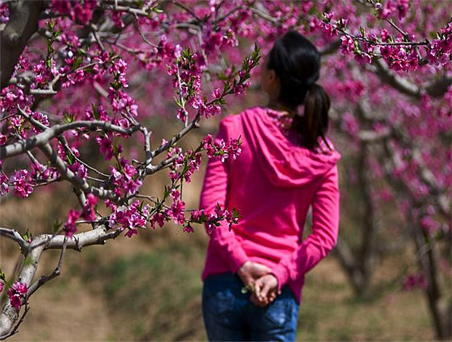 繁花似锦，似烟如霞，“中国蜜桃之乡”连平，花期还在，等你等你