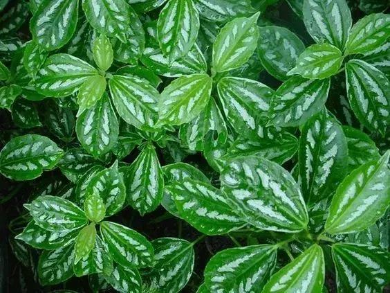 什么花吸甲醛油烟,能吸甲醛油烟的20种植物家家必养