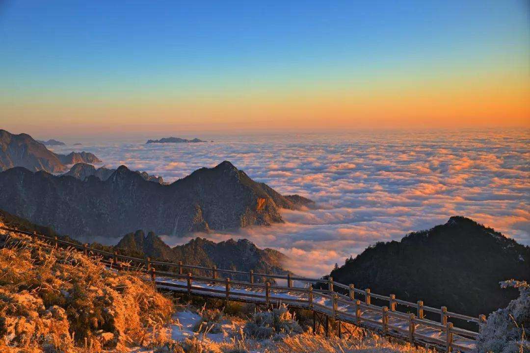 金丝猴也心机，为上位上演宫斗戏，多数小猴非公猴亲生