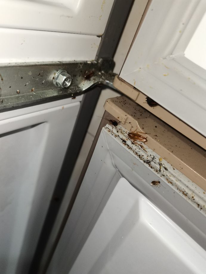 深圳福田灭虫除蟑螂机构推荐,深圳专业上门除虫灭鼠除蟑螂