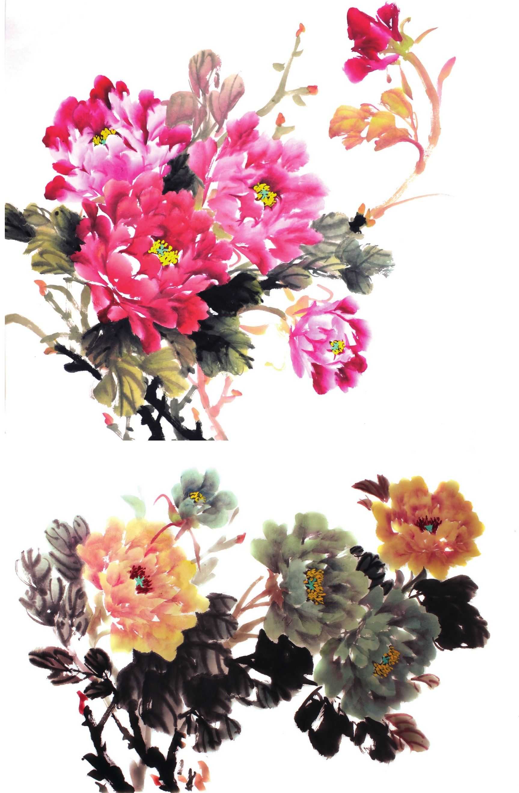 国画零基础牡丹画法步骤图解,国画零基础入门教程牡丹的画法