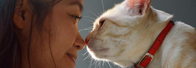 土猫不乖该怎么养,土猫性格