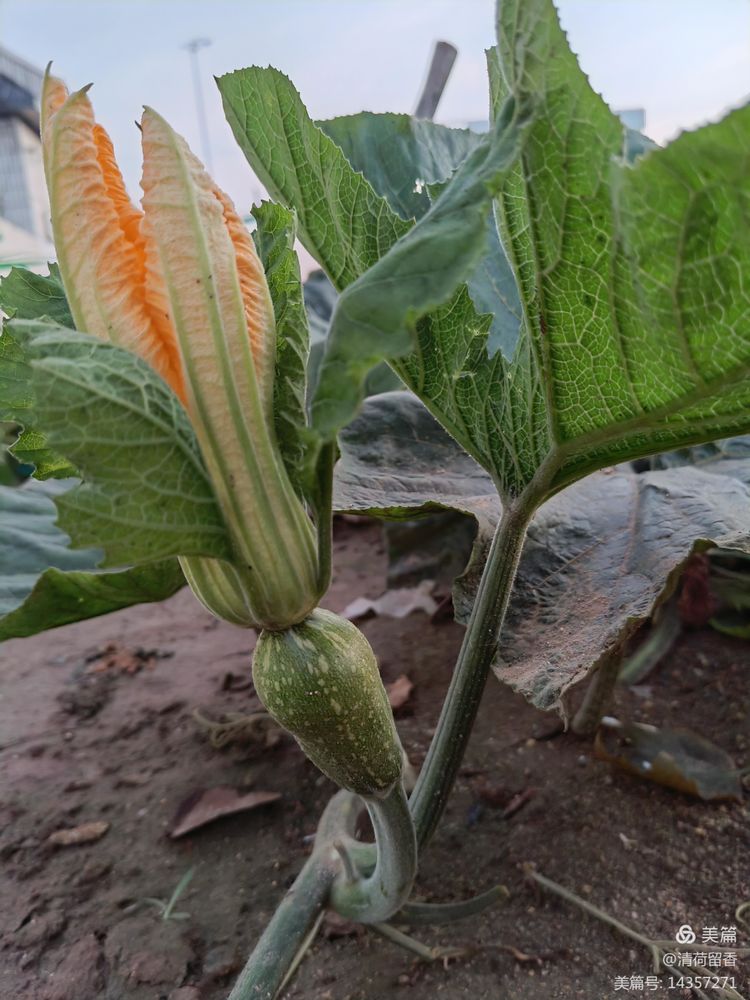 散文:黄黄的瓜花儿