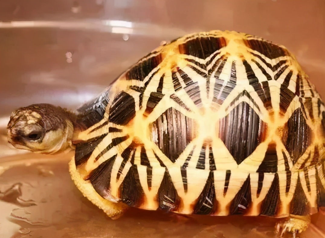 龟类纪录片,龟类图片