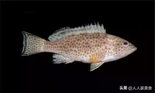 最好的十种石斑鱼,最漂亮的几种石斑鱼