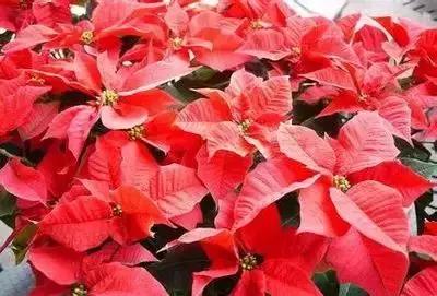 100种花的英文和花语是什么,100种花的花语以及送花礼仪分享