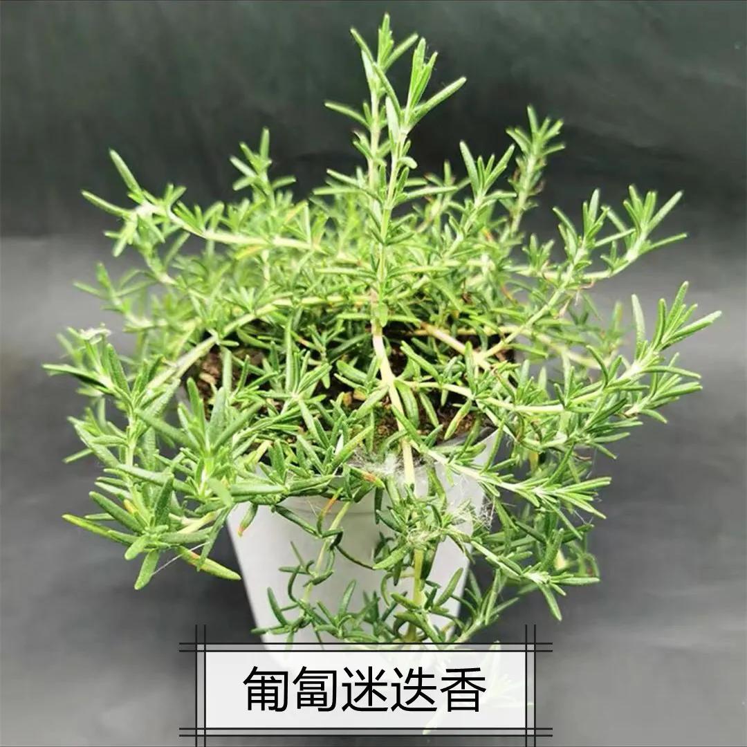 观花草本植物推荐,最具观赏性的观叶植物