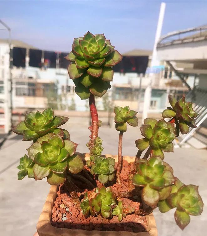 顺风不浪逆风不怂文字图片,顺风不飘逆风不怂绝境不慌