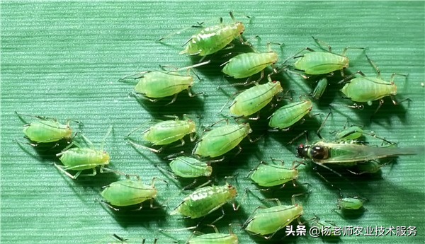 十大家用杀虫剂排名,十大名牌杀菌杀虫剂